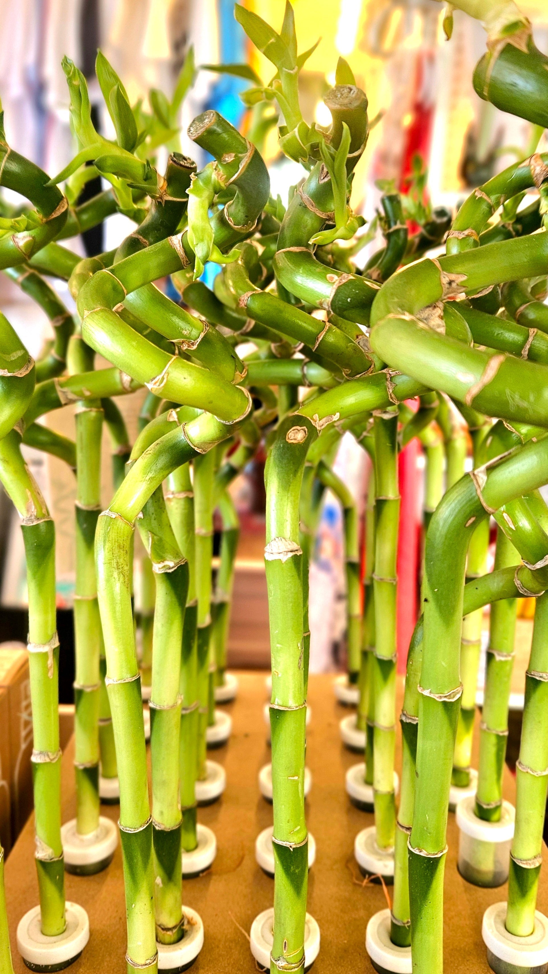 Mary's Lucky Bamboo