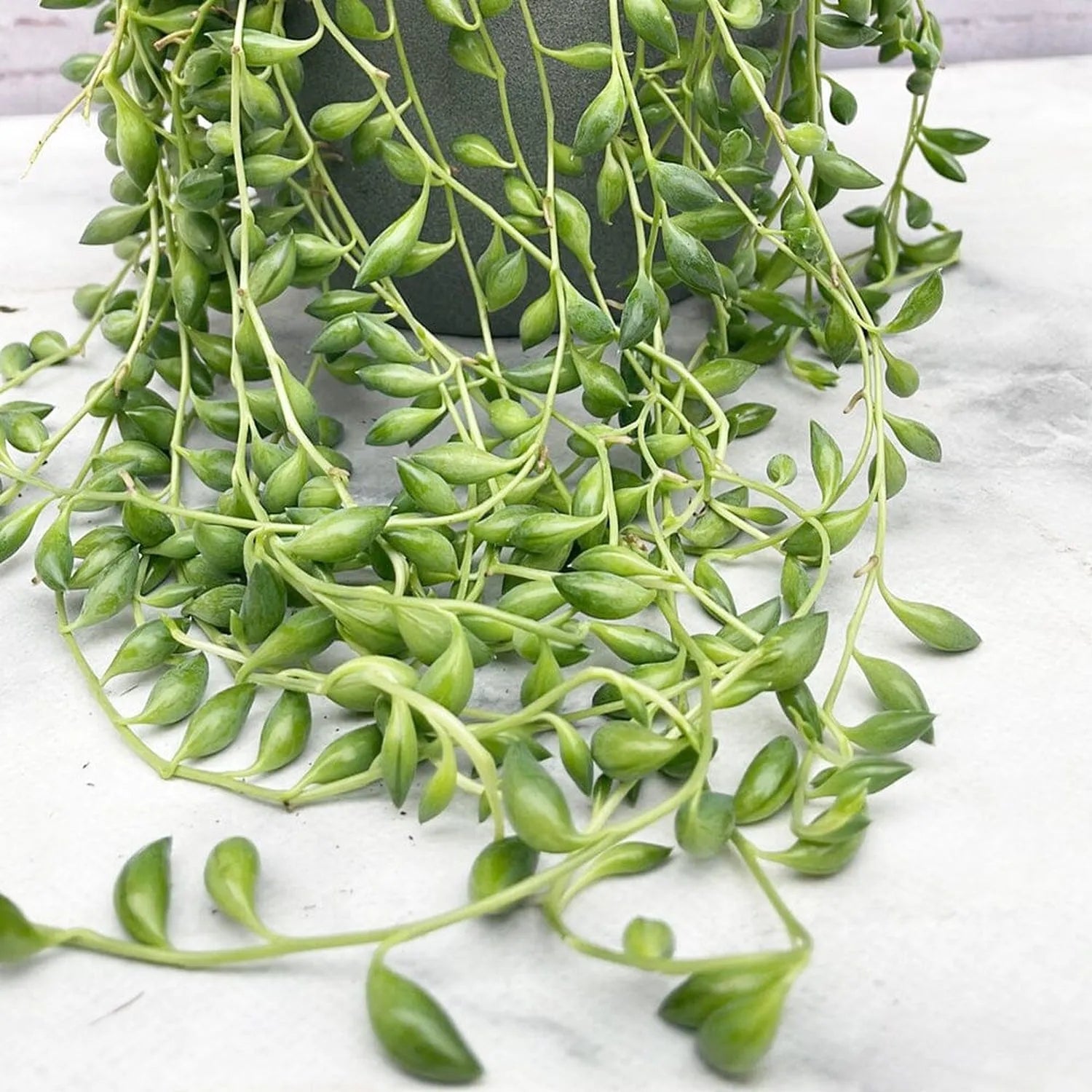 Senecio Herreianus [String Of Tears]