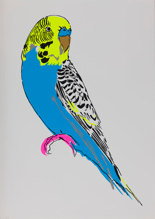 Budgerigar (Blue)