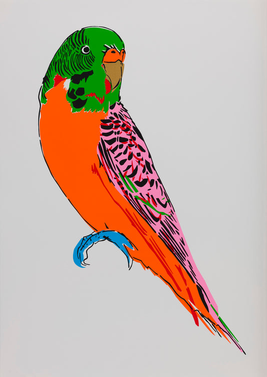 Budgerigar (Orange)