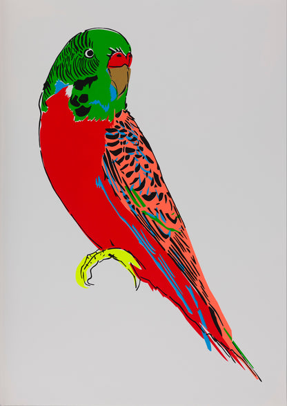 Budgerigar (Red)