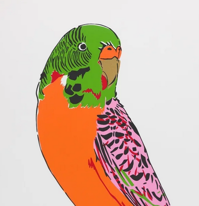 Budgerigar (Orange)