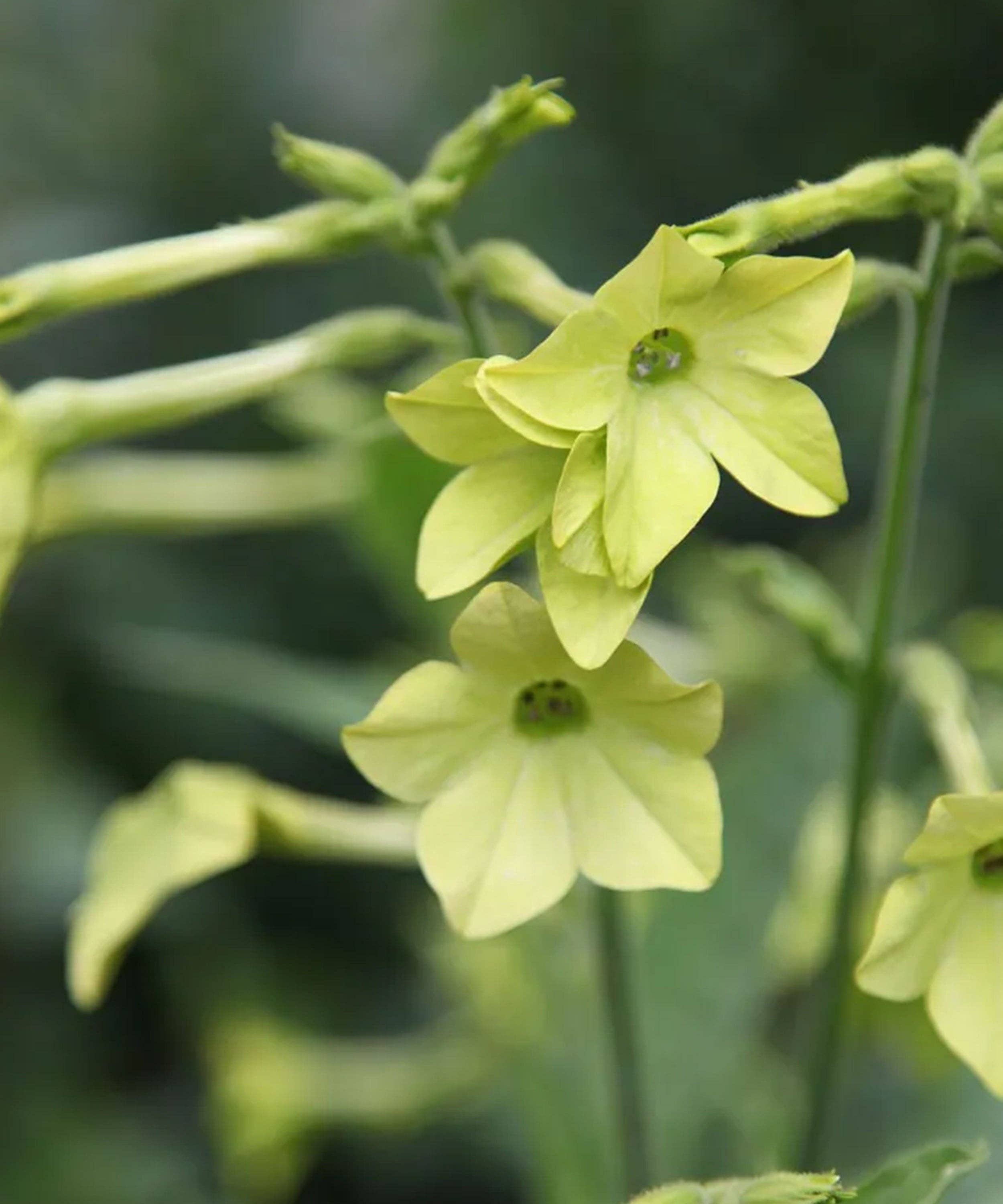 Nicotiana 'Lime Green' Seeds
