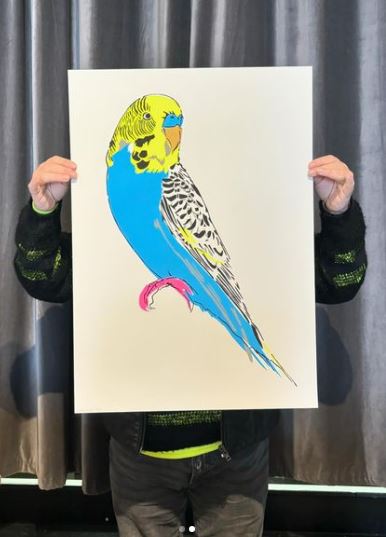 Budgerigar (Blue)