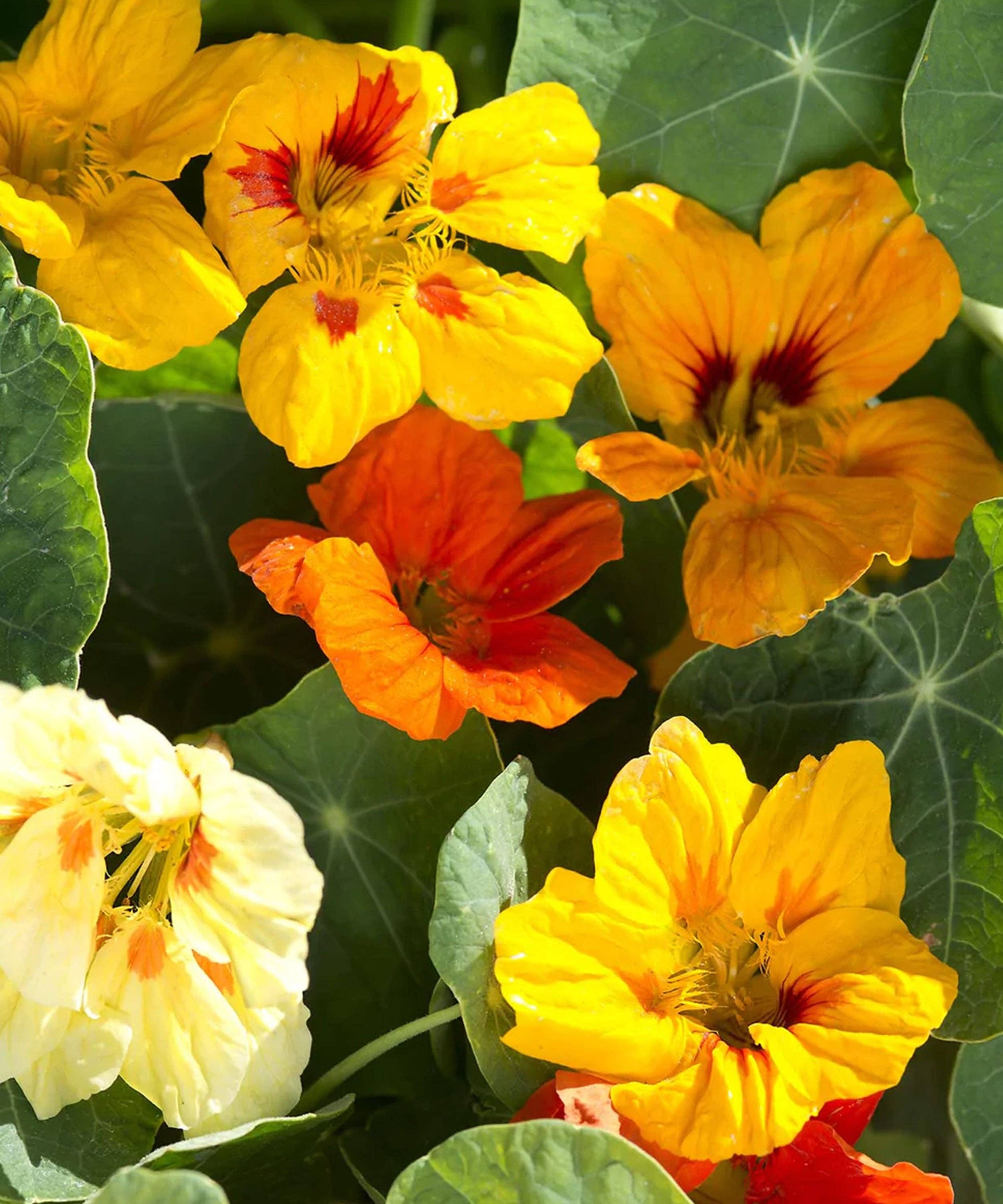 Nasturtium 'Gleam Fields' Seeds