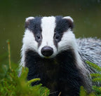 {{ product.title}} by {{ product.vendor }} | More {{ product.tag }} made by independent artists and designers available at {{ shop_name }} Shoreham-by-Sea