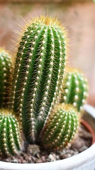 Cactus - Various
