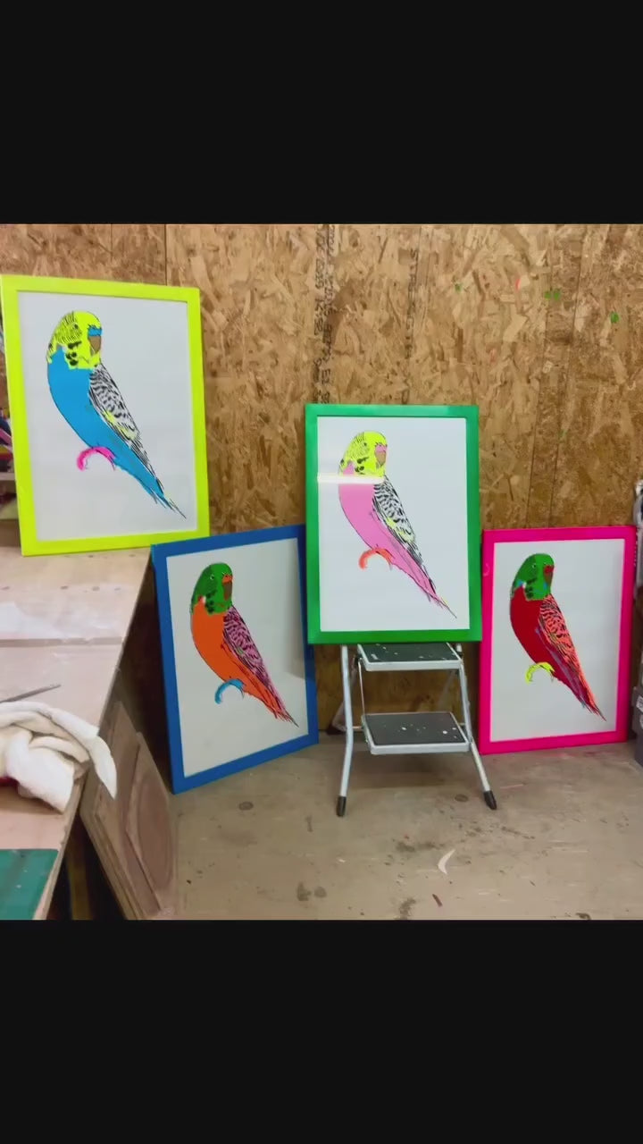 Budgerigar (Pink)