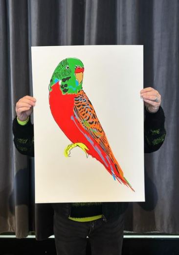 Budgerigar (Red)