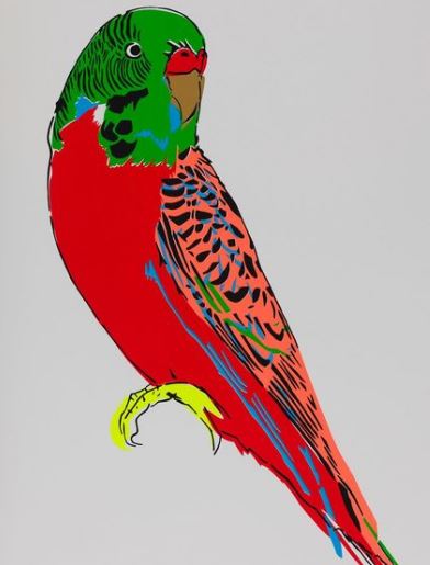 Budgerigar (Red)