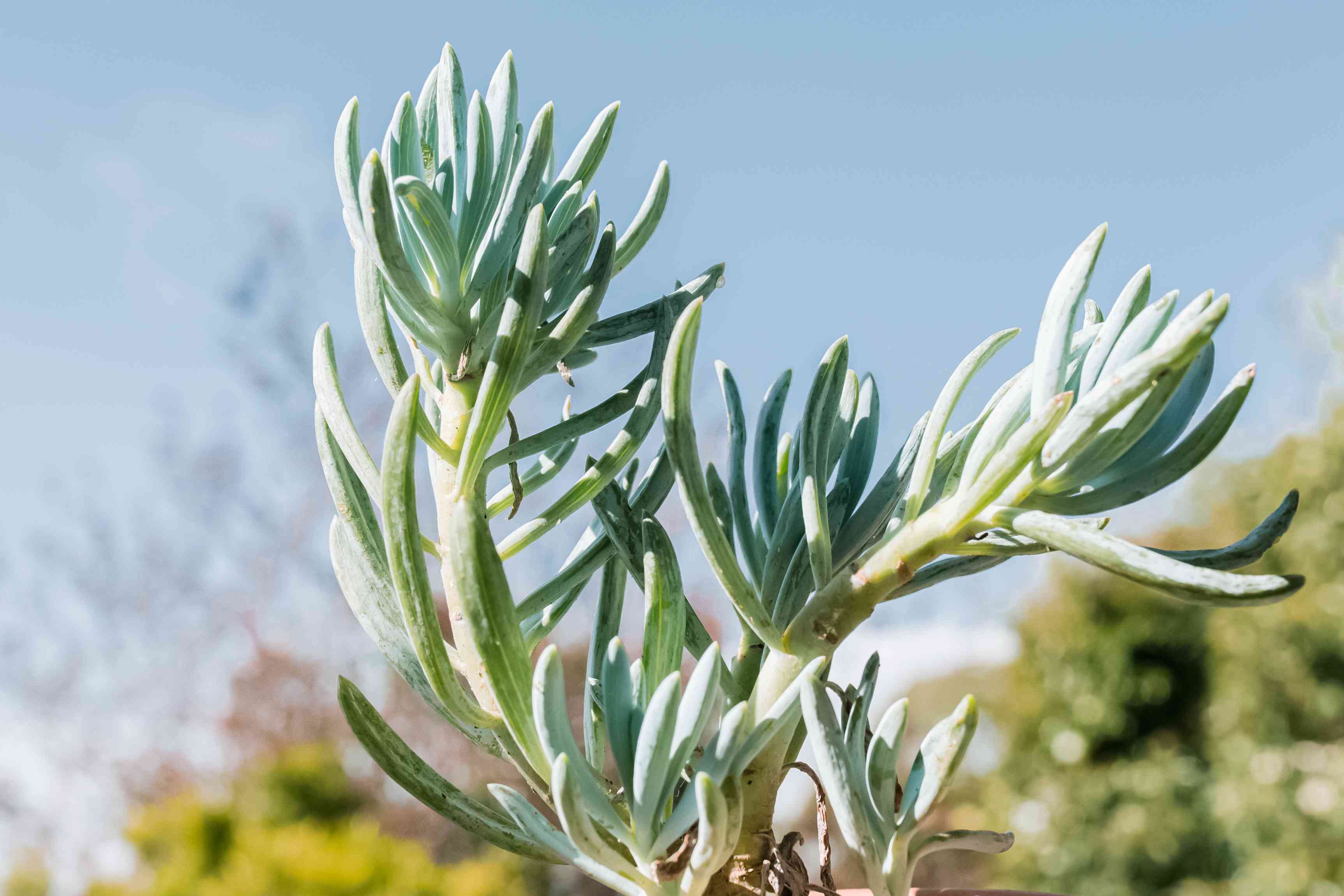 Senecio Radican