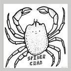 SPIDER CRAB
