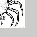 SPIDER CRAB